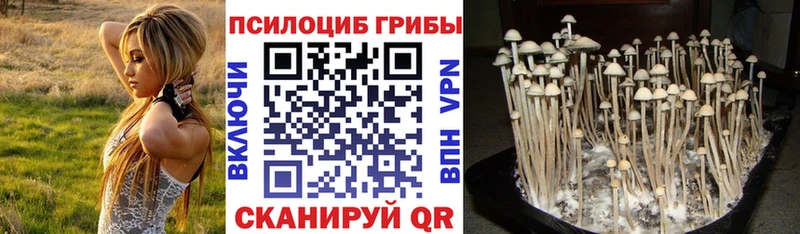 Галлюциногенные грибы Psilocybine cubensis  Волосово 